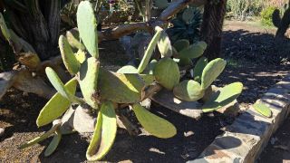 GC-Parque Botanico de Maspalomas 2025-009.jpg